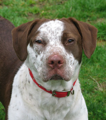 shorthaired pointer lab mix